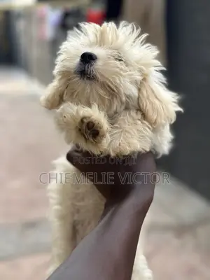 1-3 months Male Purebred Lhasa Apso