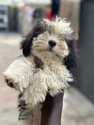 1-3 months Female Purebred Lhasa Apso