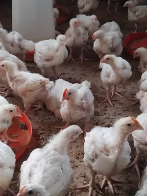 Broiler Chicks (3 to 4 Weeks Old)