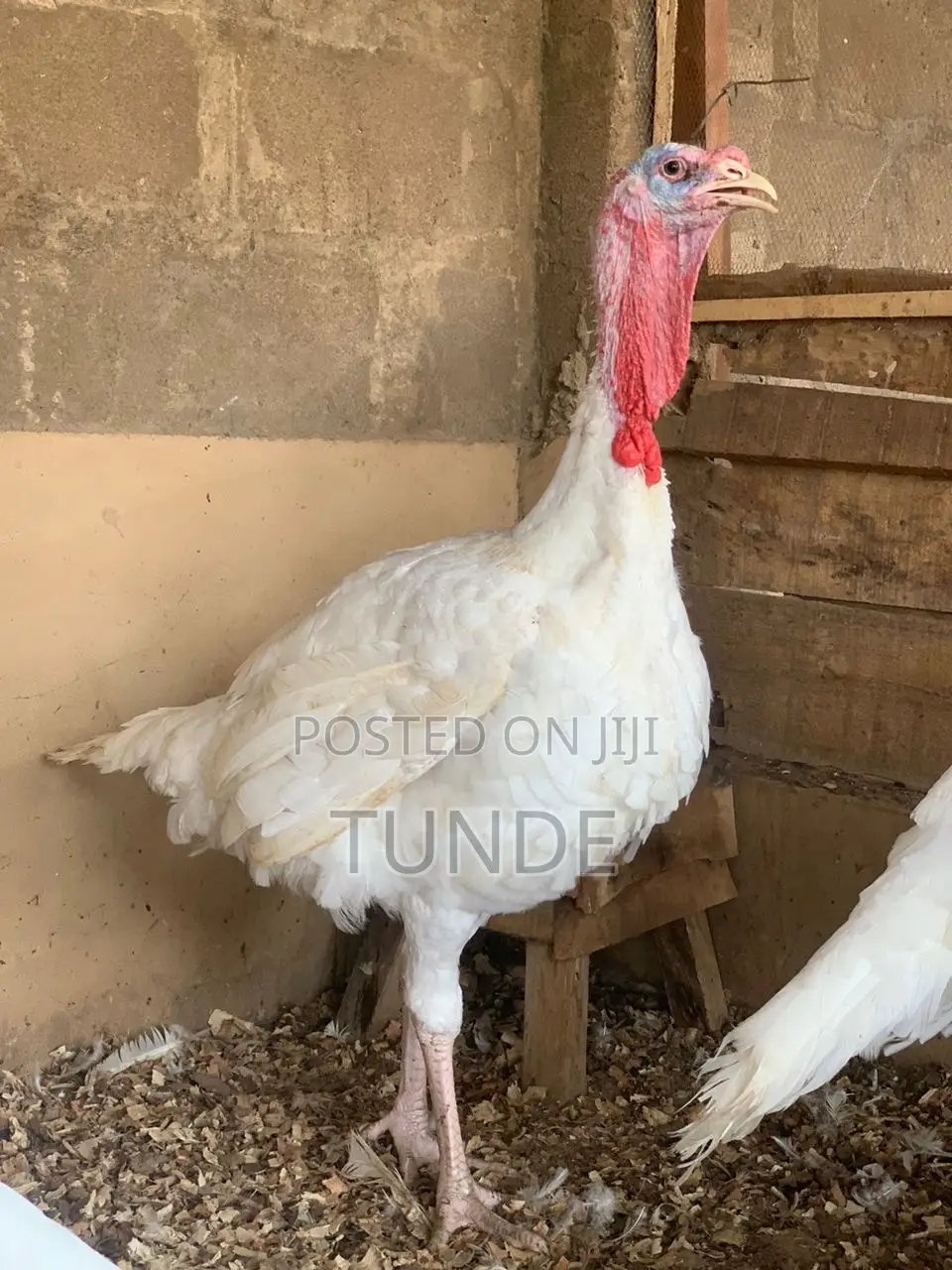 Live Foreign Turkey 10-18kg Each