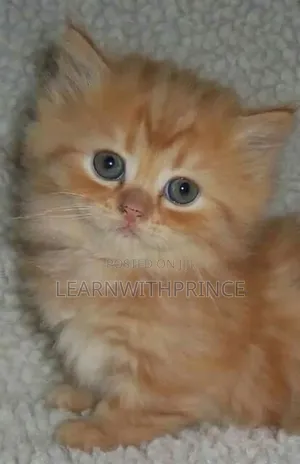 1-3 months Female Purebred Persian