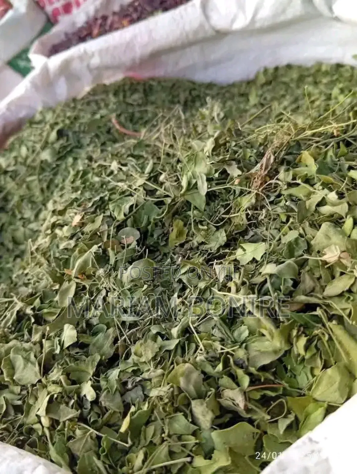 Moringa Leaves