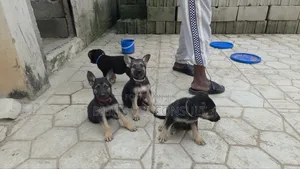 1-3 months Male Purebred German Shepherd