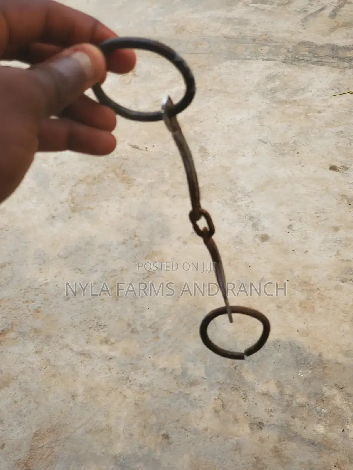 Horse Accessories