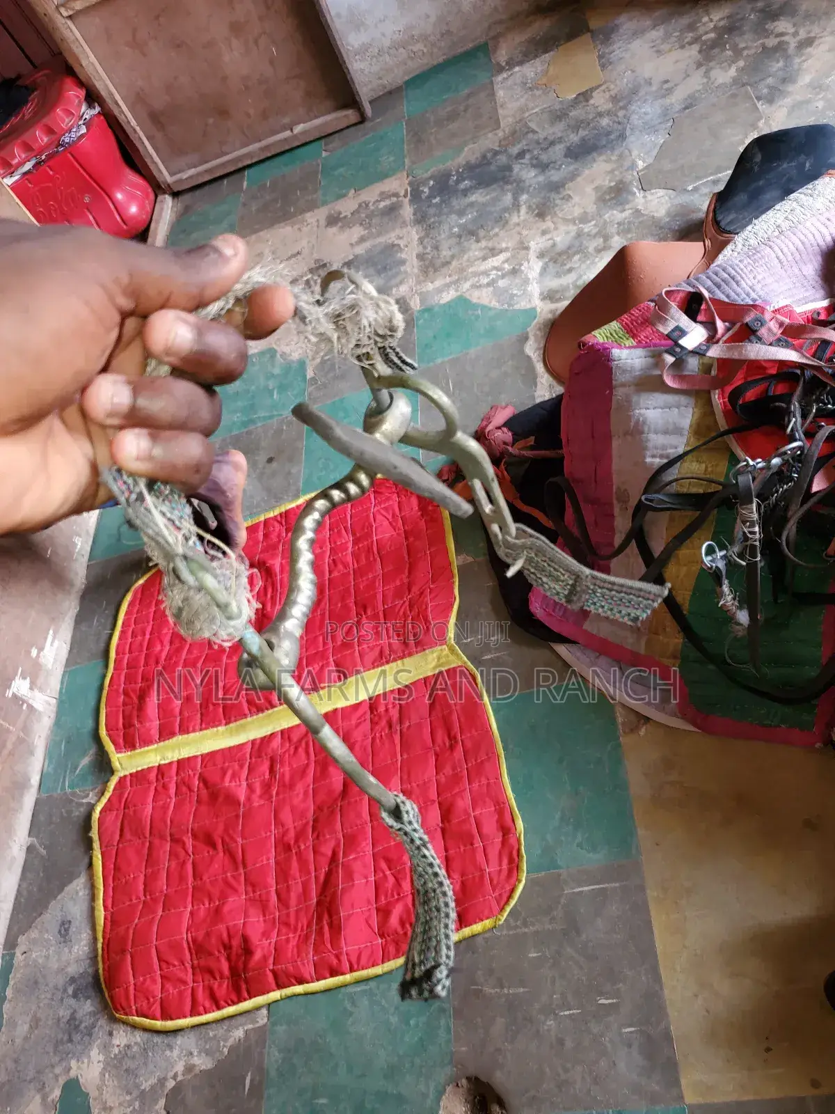 Horse Accessories