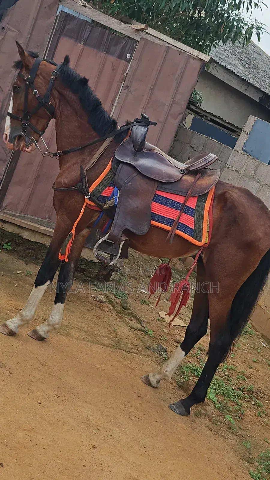 Horse Accessories