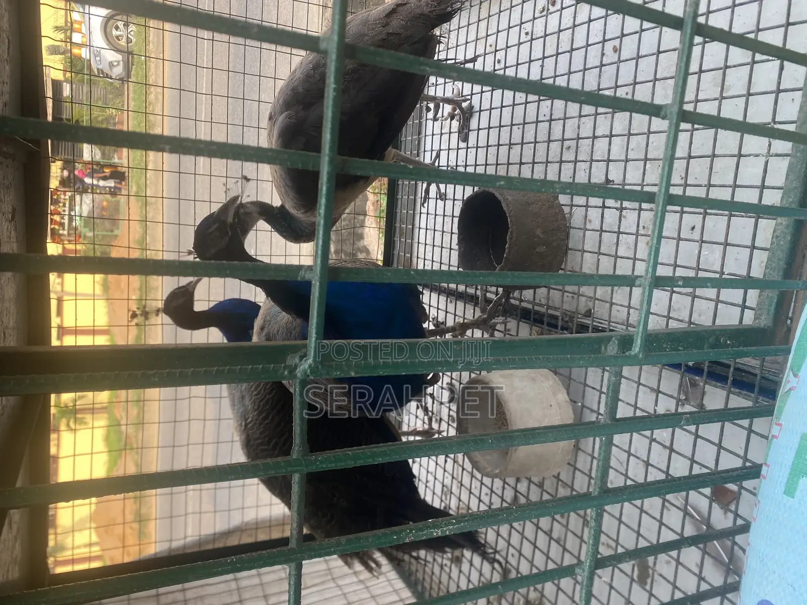 Peacock Birds Available for Sale