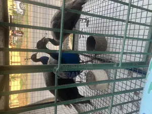 Peacock Birds Available for Sale