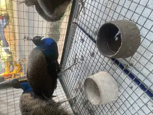 Peacock Birds Available for Sale