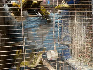 Canary Birds Available for Sale