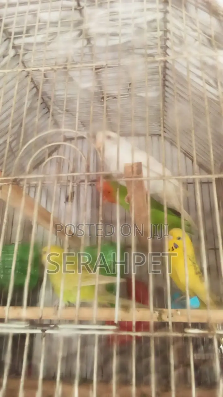 Budgie Bird Available for Sale