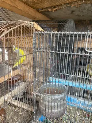 Canery Birds