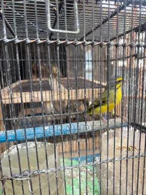 Canery Birds