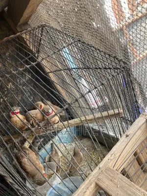 Finch Birds