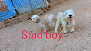 1+ year Male Purebred Lhasa Apso