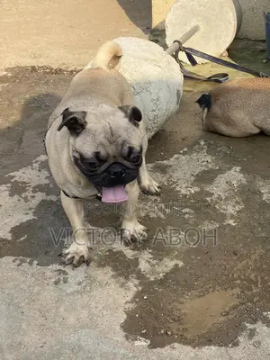1+ year Male Purebred Pug