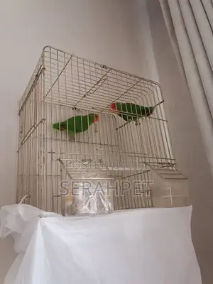 Lovely Birds