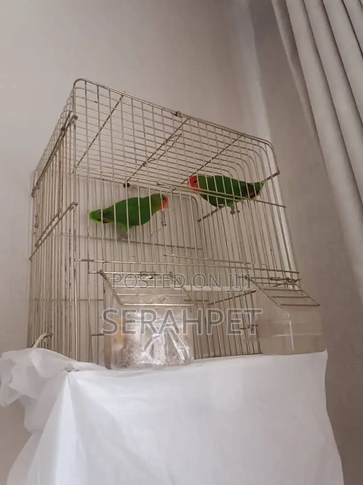 Lovely Birds