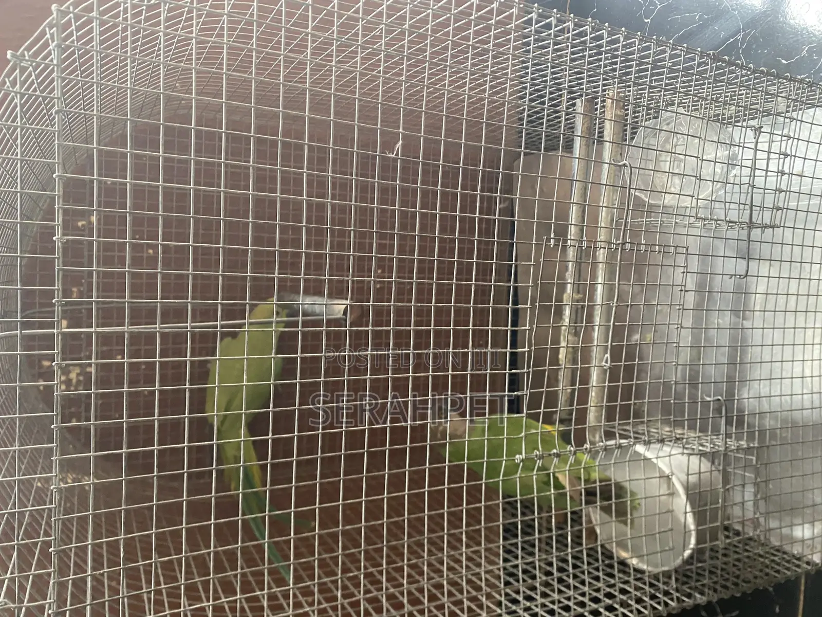Lovely Birds