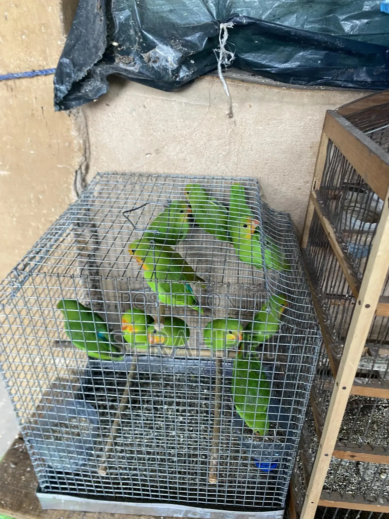 Love Birds