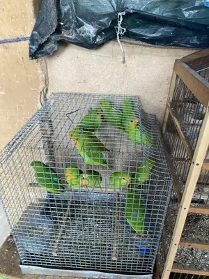 Love Birds