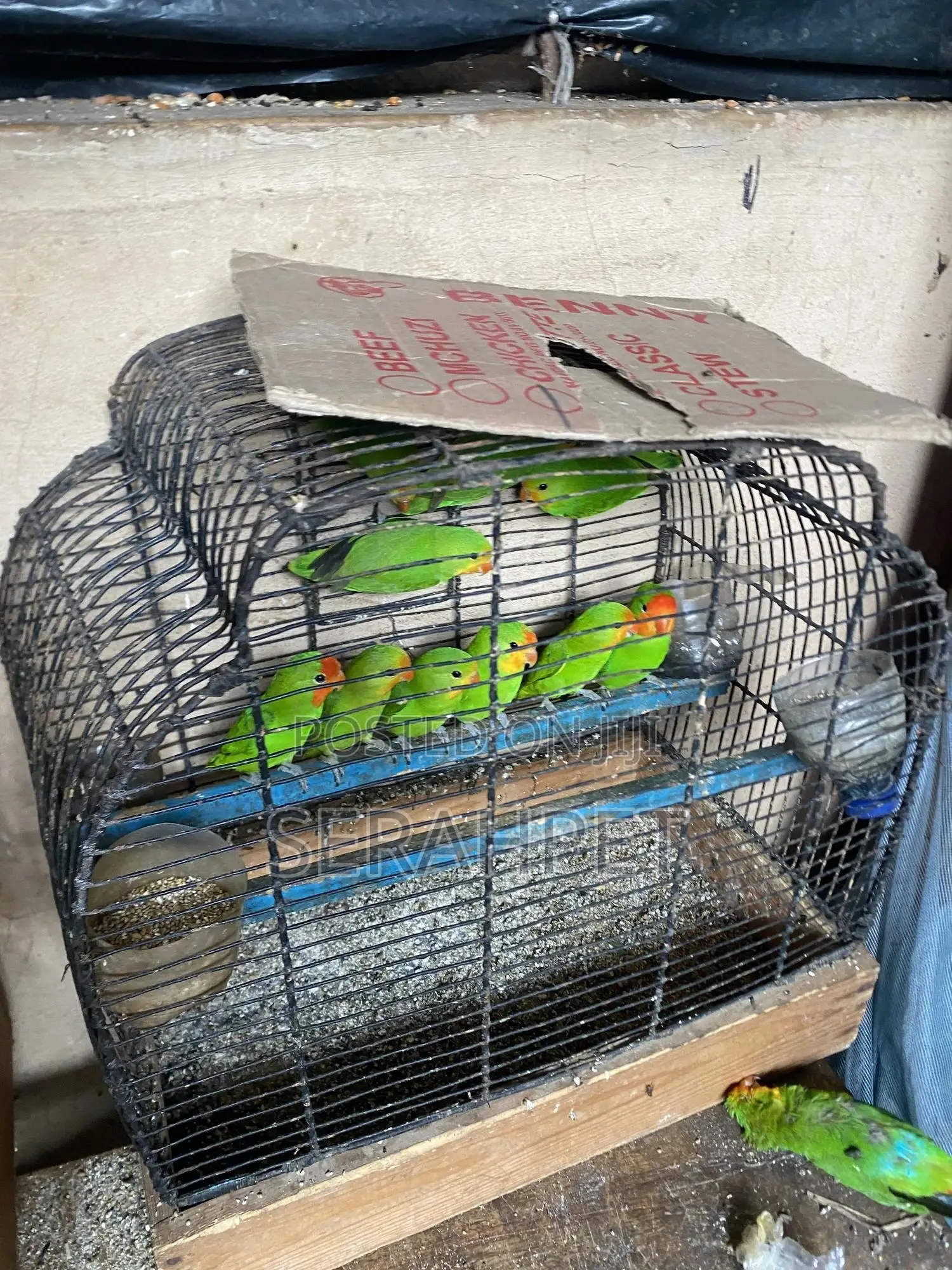 Love Birds