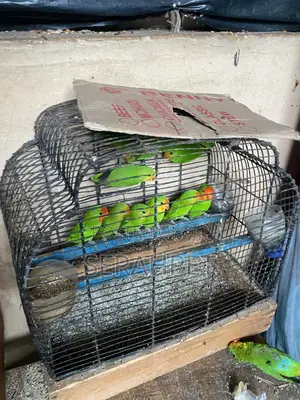 Love Birds