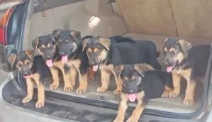 1-3 months Male Purebred German Shepherd