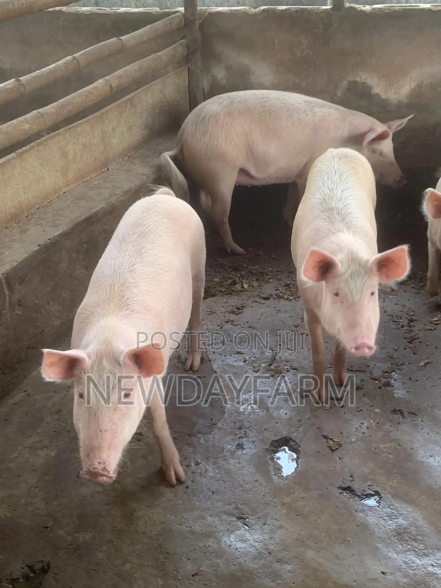 Pig for Slaughter