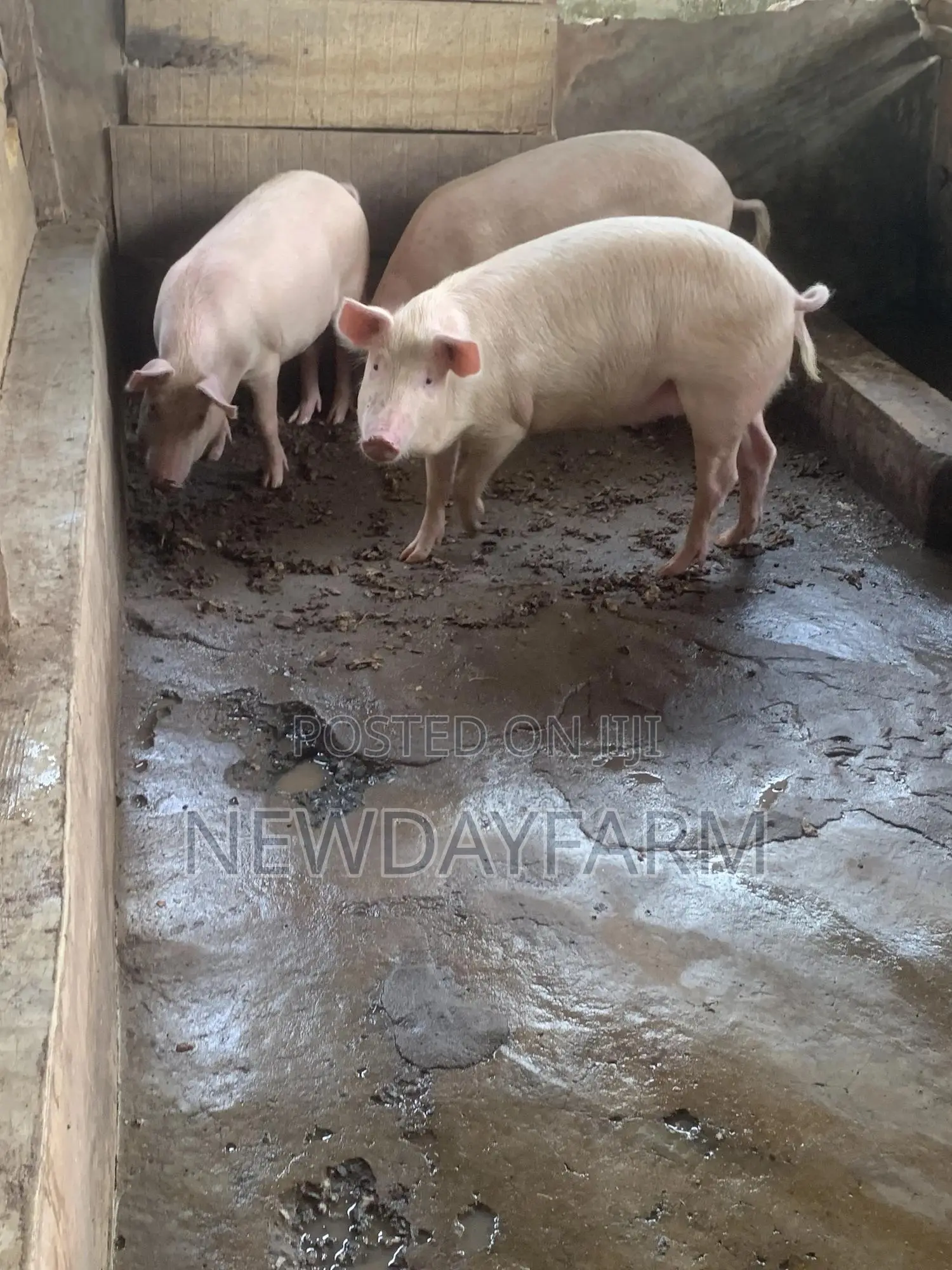 Pig for Slaughter