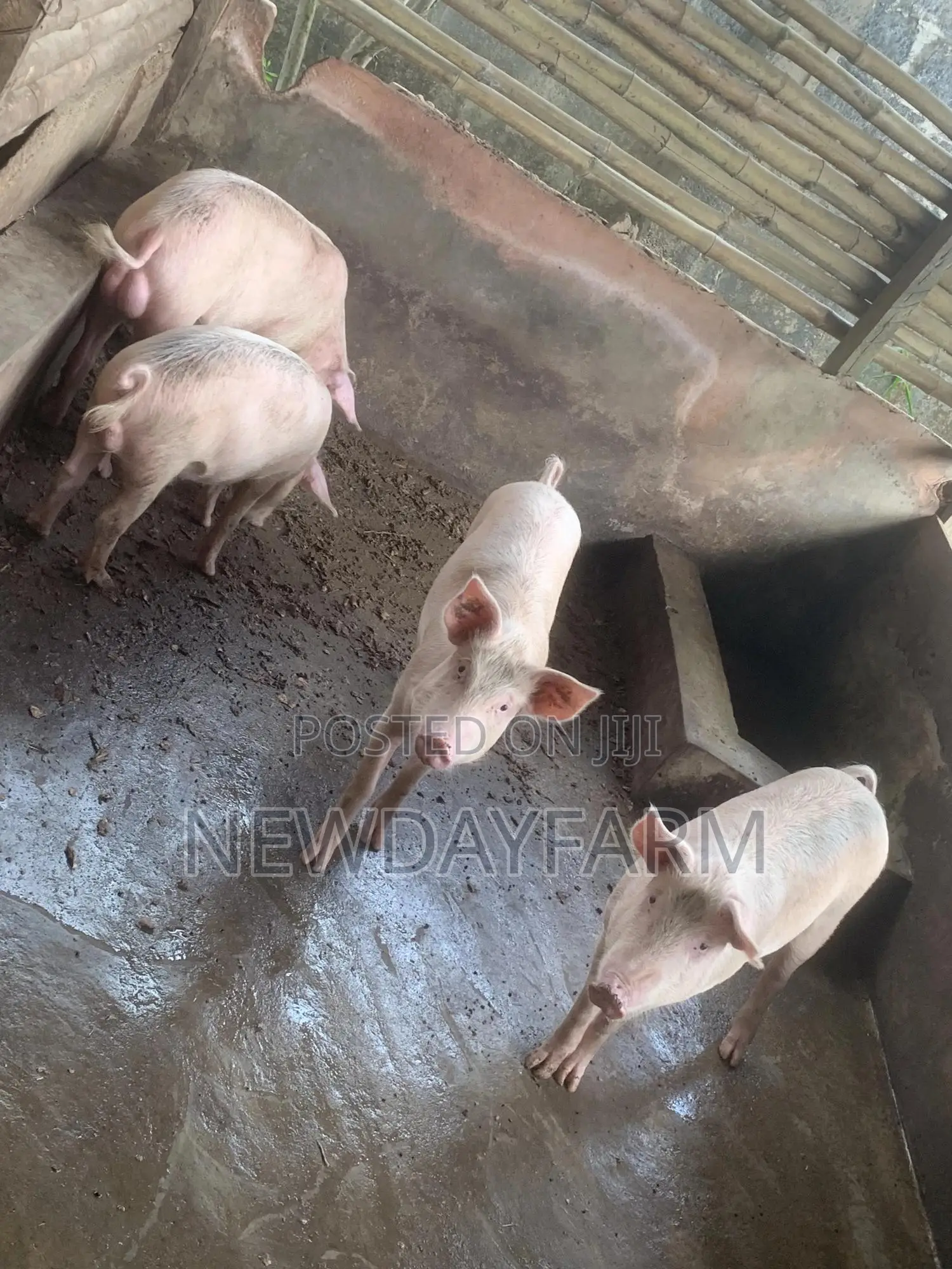 Pig for Slaughter
