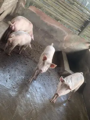 Pig for Slaughter