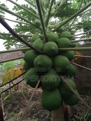 Hybrid Dwarf Pawpaw Seedlings
