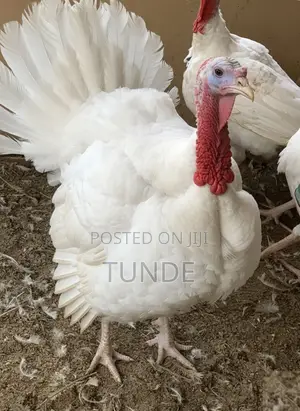 Live Foreign Turkey 10-18kg Each