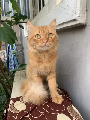 6-12 months Male Purebred Siberian
