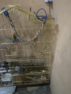 Bird And Parrot Cage Available For Sale