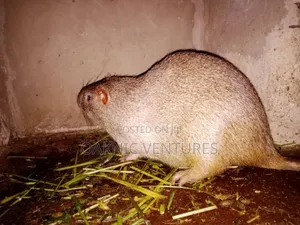 Grasscutters (Cane Rat)