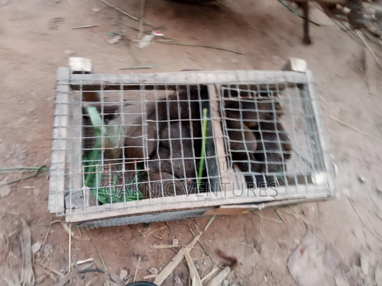Grasscutters (Cane Rat)