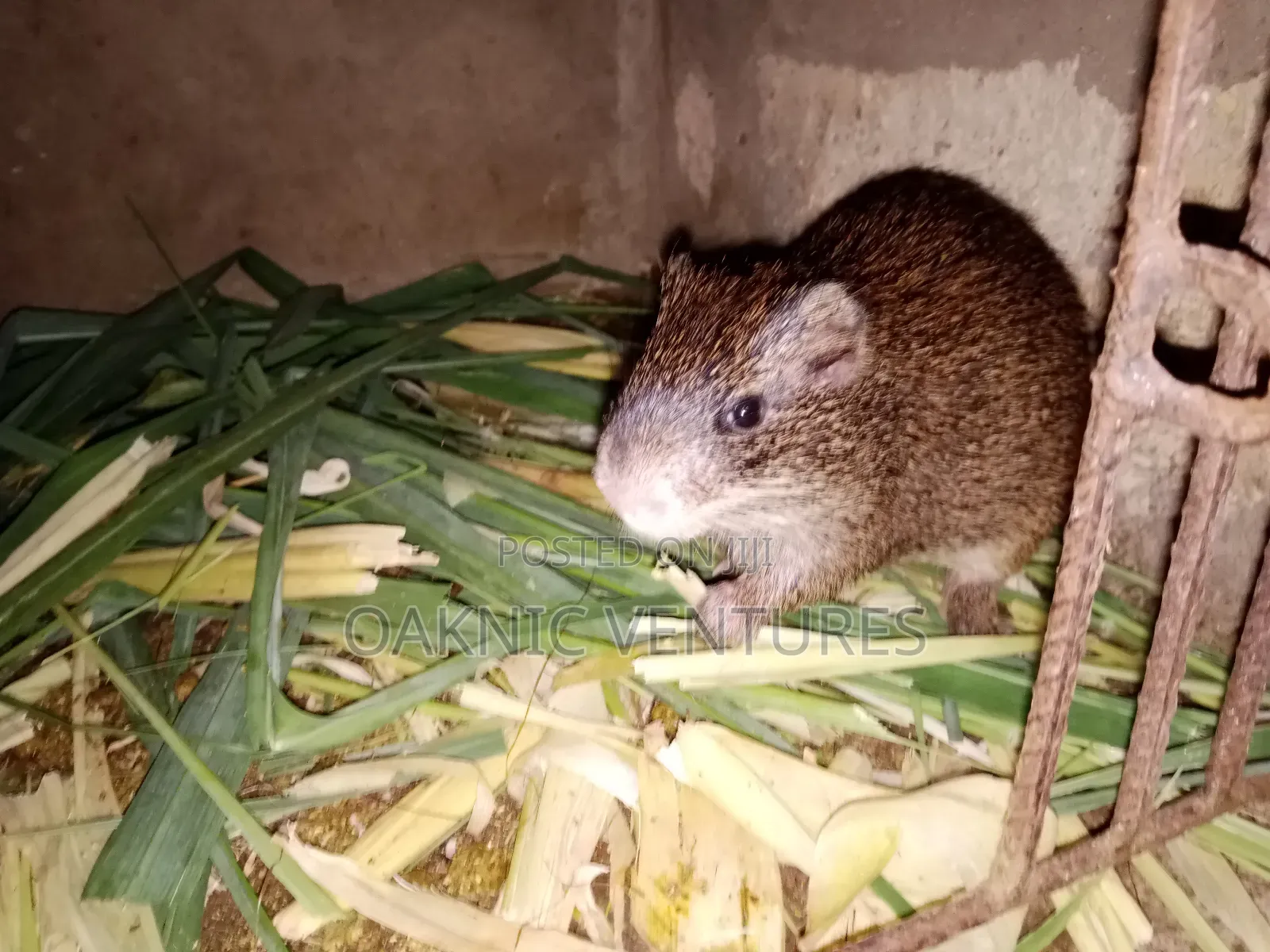 Grasscutters (Cane Rat)