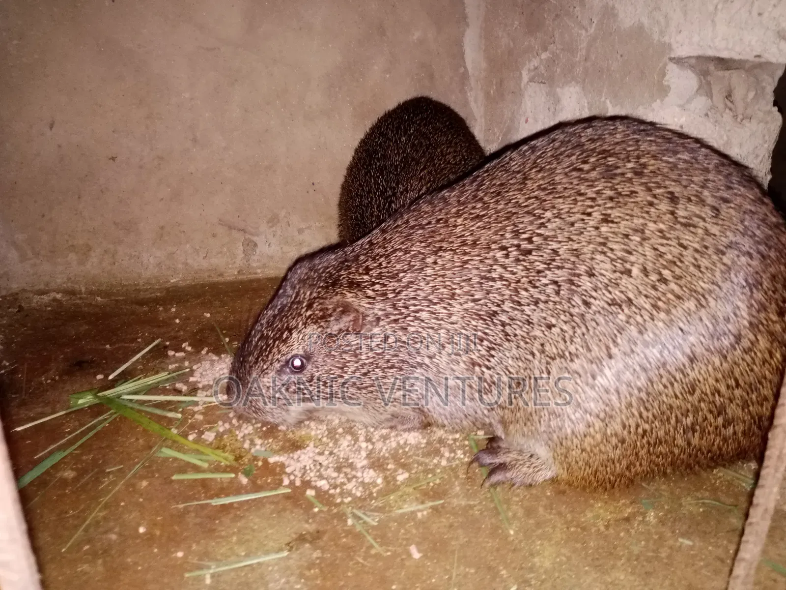 Grasscutters (Cane Rat)