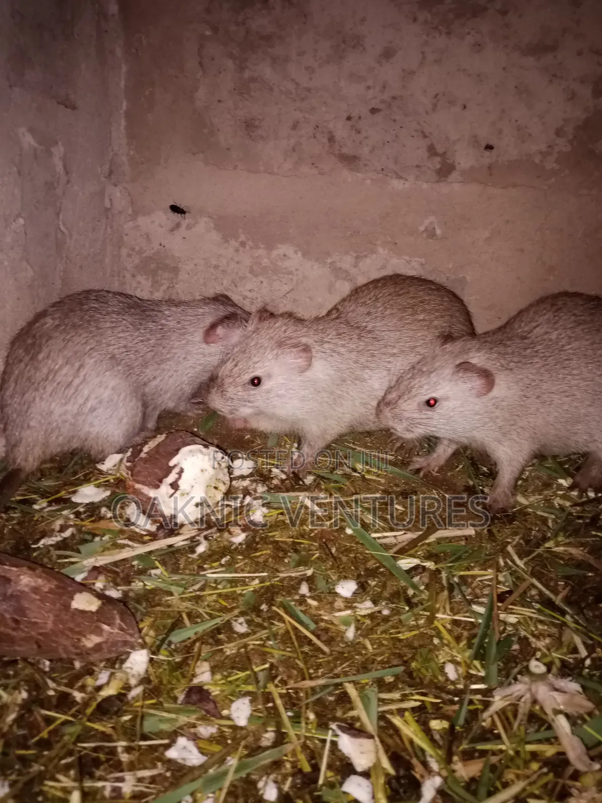 Grasscutters (Cane Rat)