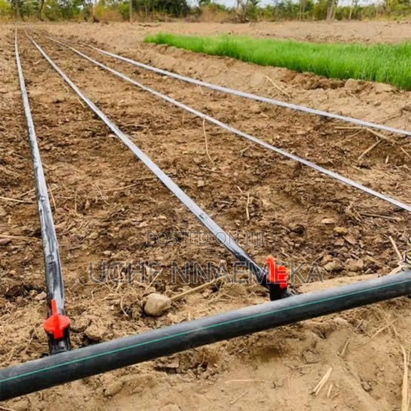Drip Tape Irrigation Installation