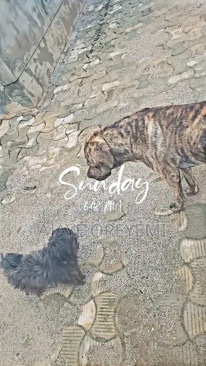 Male Boerboel