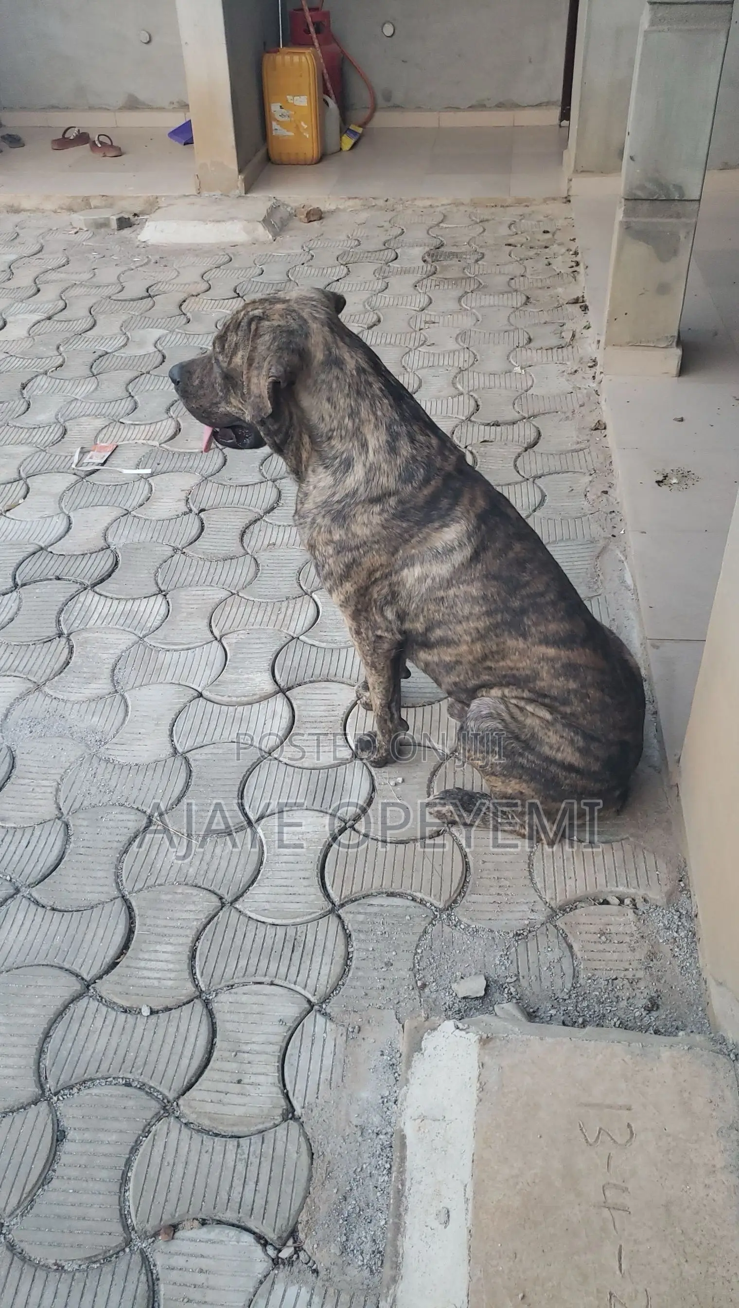 Male Boerboel