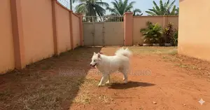 6-12 months Male Purebred American Eskimo