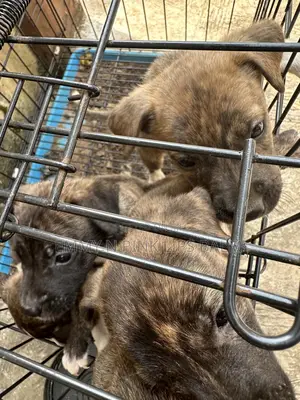 0-1 month Female Purebred German Shepherd