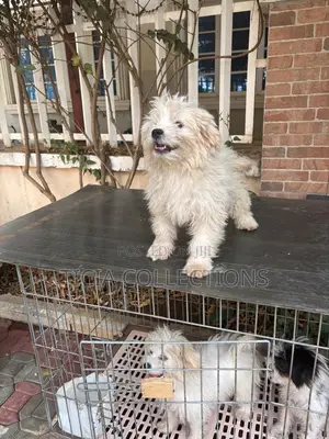 3-6 months Female Purebred Lhasa Apso
