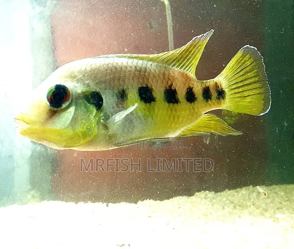 Six Point Cichlid