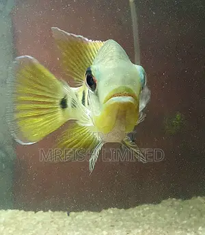 Six Point Cichlid