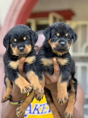 1-3 months Female Purebred Rottweiler